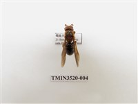 藏品(黑腹虎頭蜂)的圖片